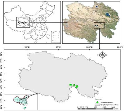 Potential short-term effects of earthquake on the plant–soil interface in alpine grassland of the Qinghai–Tibetan Plateau